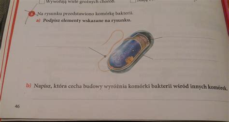 Na Rysunku Przedstawiono Kom Rk Bakterii A Podpisz Elementy Wskazane