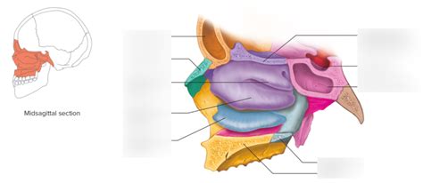 7.25 LATERAL WALL OF NASAL CAVITY DIAGRAM Diagram | Quizlet