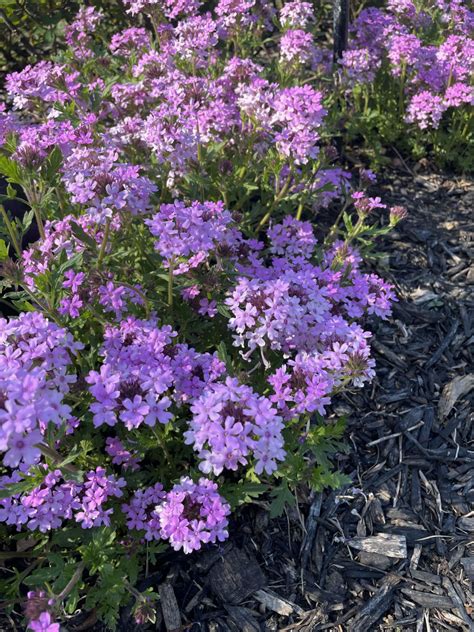 Verbena Types Care And Propagation Dengarden