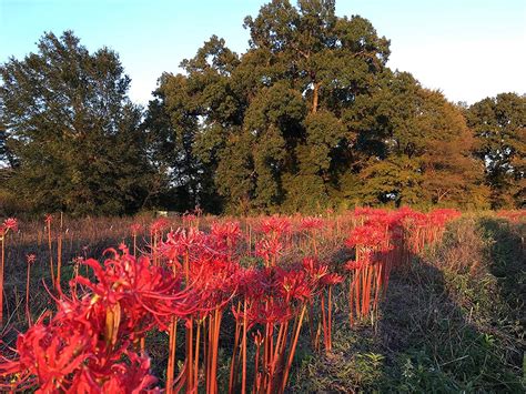 Buy Heirloom Red Spider Lily Lycoris Radiata Bulbs Fall Blooming