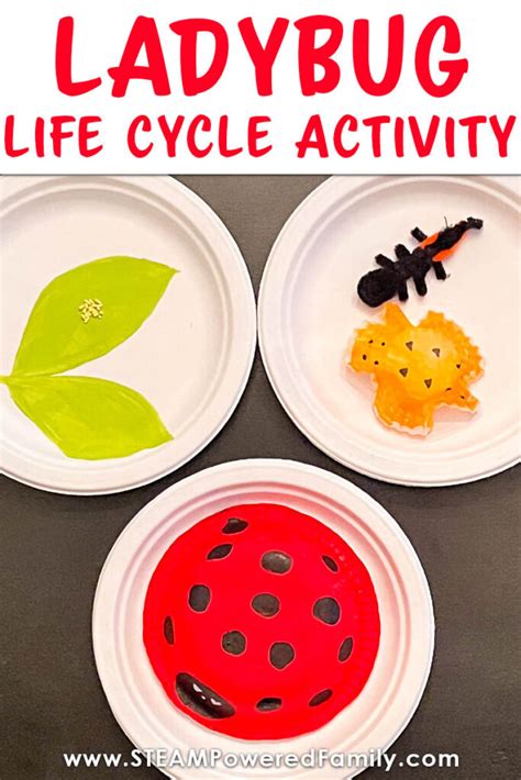 Ladybug Life Cycle Activity