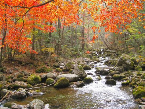 River in autumn forest stock image. Image of nature, orange - 63435581