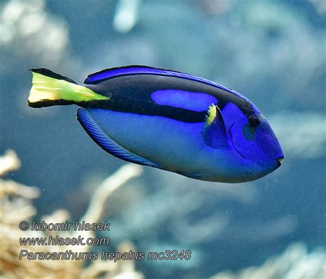 Paracanthurus Hepatus Blue Tang Regal Paletten Doktorfisch