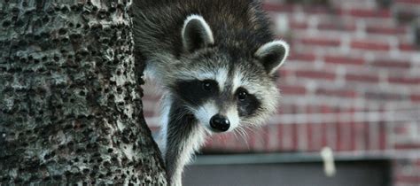 How To Keep Raccoons Off Your Roof And Property Abc Blog