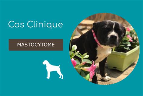 Mastocytome sous cutané chez une chienne Staffordshire Bullterrier Cas