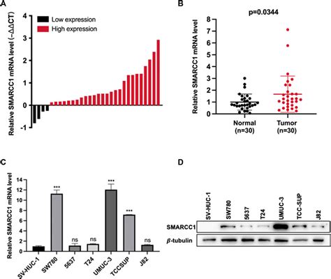 Frontiers Smarcc Enters The Nucleus Via Kpna And Plays An Oncogenic