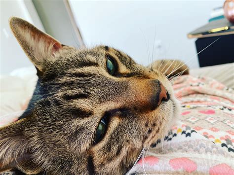 small cell lymphoma in cats 5