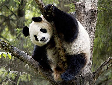 Why are pandas endangered