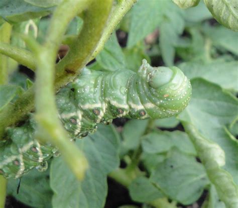 How To Identify A Tomato Hornworm My Northern Garden