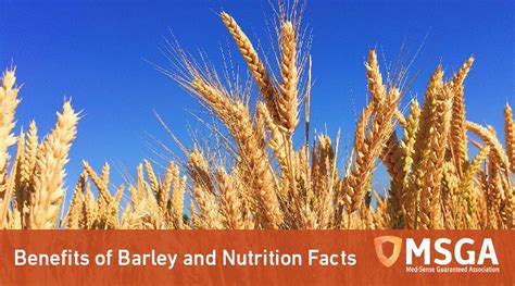 Barley Nutrition Facts And Benefits - Nutrition Pics