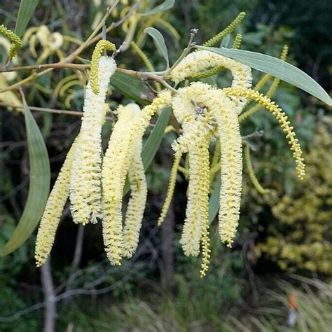 10 Acacia Concurrens Seeds Curracabah Australian Evergreen Tree Seeds And Bulbs