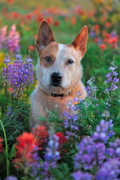 791 best ACD, BLUE HEELER, RED HEELER, QUEENSLAND HEELER, AUSTRALIAN ...