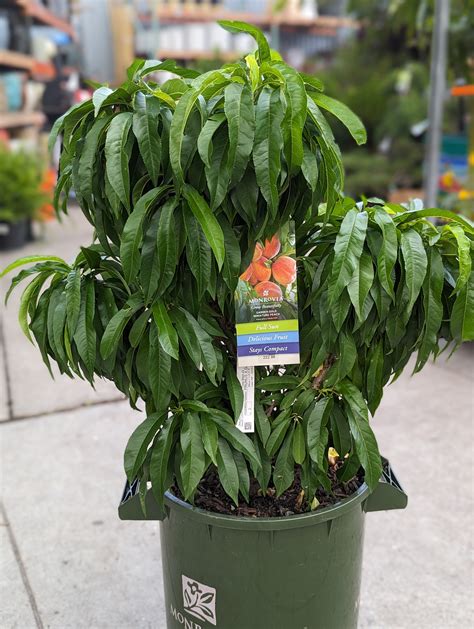 Herbs & Fruits | Natty Garden