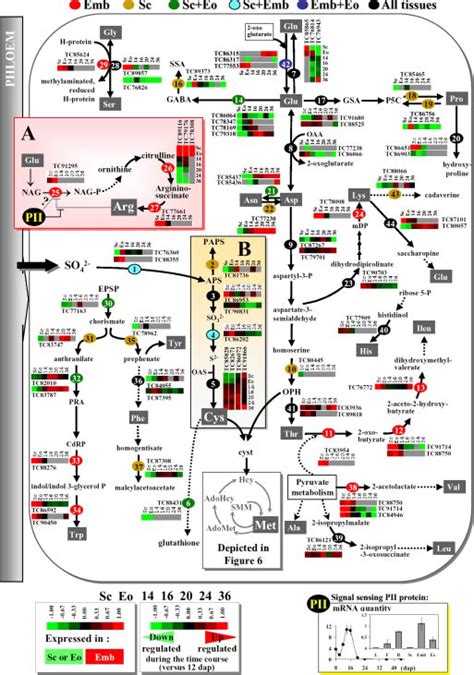 Global View Of The Compartmentalization Of Amino Acid Biosynthetic