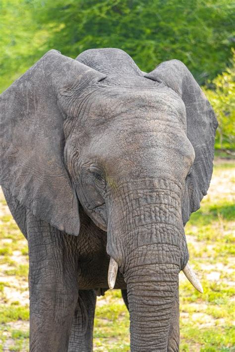 Big FIVE African Elephant Kruger National Park Safari South Africa Stock Image - Image of ...