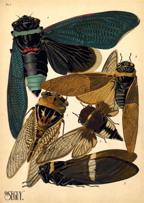 EA Seguy insects history: Prints of insects for art nouveau and art ...