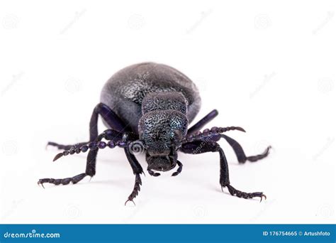 Poisonous Violet Oil Beetle On Human Finger Stock Photography ...