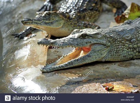 Young Crocodiles High Resolution Stock Photography And Images Alamy