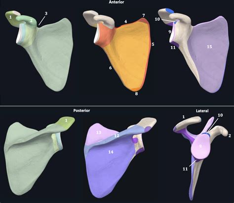 Right scapula Diagram | Quizlet