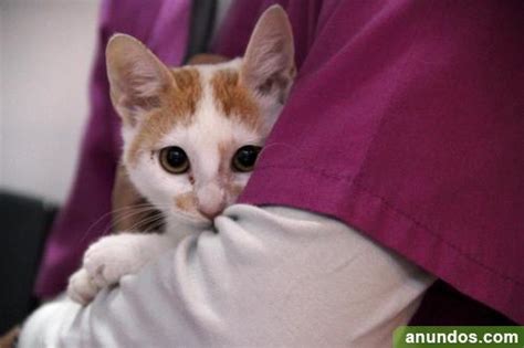 Se Regala Este Precioso Gato De 4 Meses Málaga Ciudad