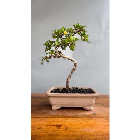 Jual Bonsai Hokiantea Carmona Siap Pajang Ready To Order Shopee