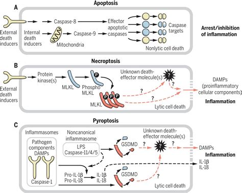 Programmed Necrosis In Inflammation Toward Identification Of The