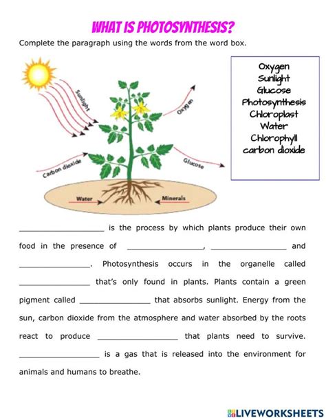 Photosynthesis And Respiration Worksheet In Photosynthesis