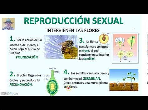 Lote Pel Culas Ni Os La Reproduccion De Las Plantas Por Semillas