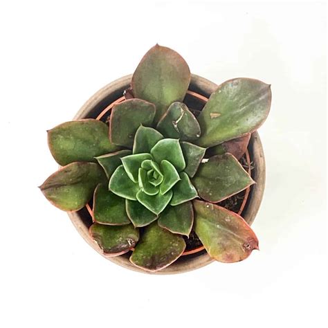 Suculenta Echeveria Canaliculata X Longuissima La Tienda Del Cactus