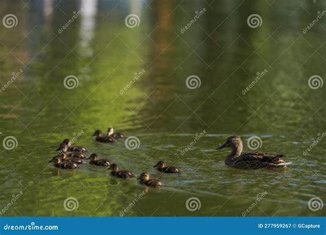 Common Duck With Ducklings Swimming In A Pond In Late Spring Stock