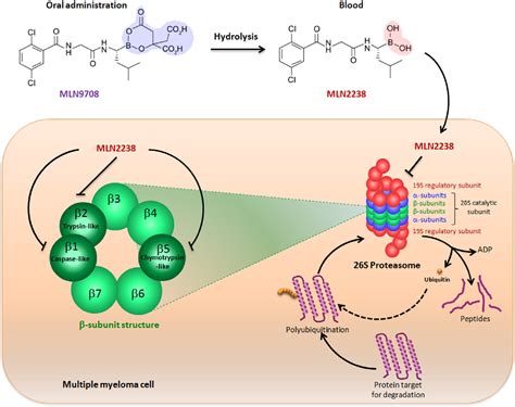 PDF Spotlight On Ixazomib Potential In The Treatment Of Multiple