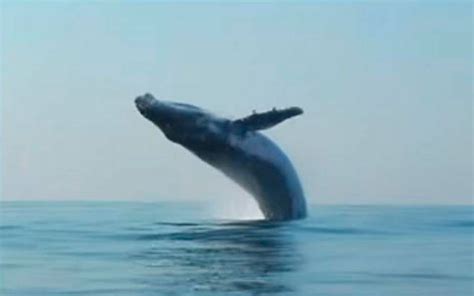 Video Algo Nunca Antes Visto Ballena Volando Sorprende A