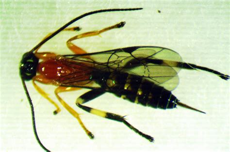 Newly Discovered Wasp Turns Social Spiders Into Zombies Ubc Science