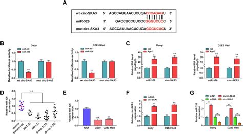 Circ Ska3 Upregulates Id3 Expression By Decoying Mir 326 To Accelerate