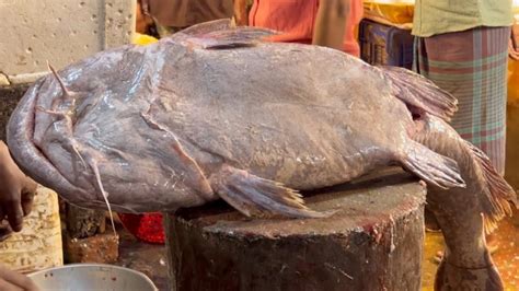 Amazing Giant Catfish Cutting In Fish Market Fish Cutting Skills