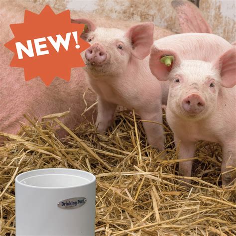 Pig / Hog Automatic Waterer (Ultimate) – Drinking Post Automatic Waterer