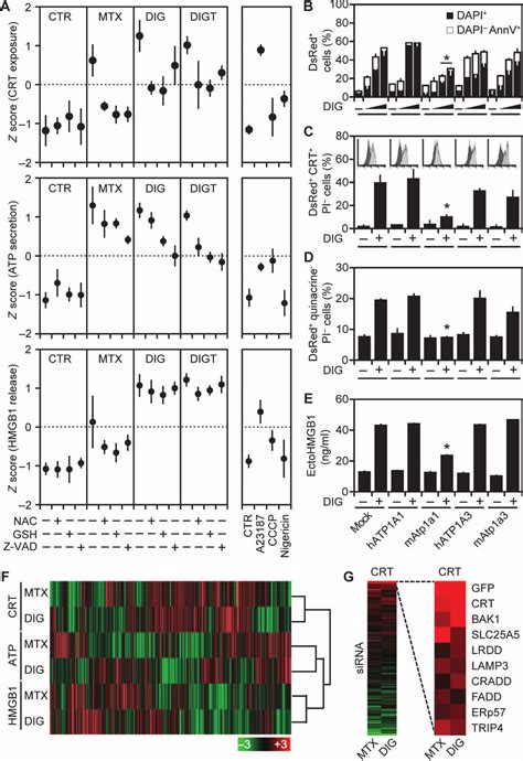 Mechanisms Of CG Induced ICD A Pharmacological Modulation Of ICD