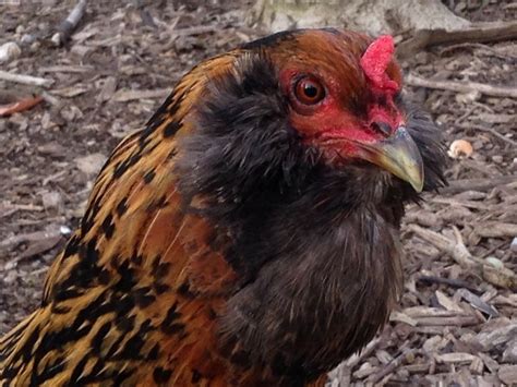 Easter Egger Chickens for Sale | Chickens For Backyards