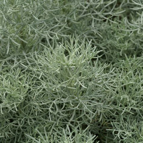 Plantes Vivaces Artemisia Canescens Armoise Armoise Argentée En