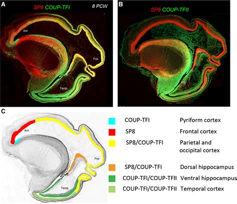 New Insights Into The Development Of The Human Cerebral Cortex Moln R