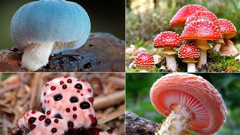 MUSHROOMS AND 6 AMAZING HEALTH BENEFITS