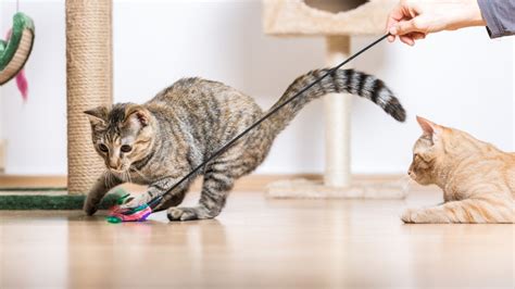 Are cats playful? 6 insights into a cat's play behavior | PetsRadar