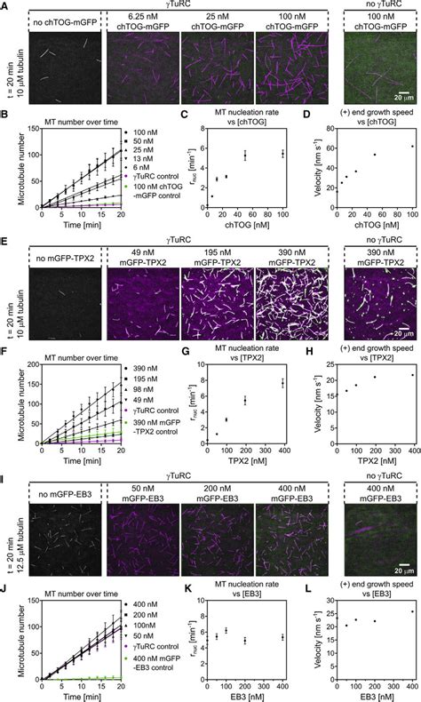 Microtubule Associated Proteins Can Increase The Microtubule Nucleation