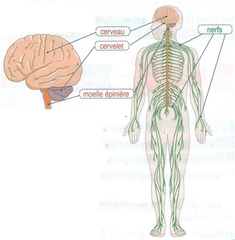 BIOLOGIE Les Grandes Fonctions Du Corps Humain Flashcards Quizlet