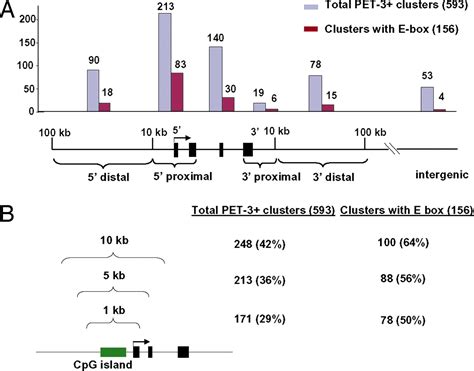 Global Mapping Of C Myc Binding Sites And Target Gene Networks In Human