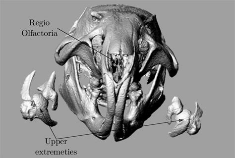 Anterior Posterior View Rendered Rat Skull Before Deleting Redundant