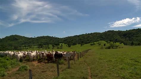 Pastagem De Alto E Baixo Vigor Aprenda A Fazer O Manejo De Acordo