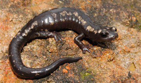 Plethodontidae – Lungless salamanders: facts, distribution & population ...