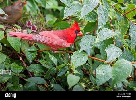 Cardinal nest hi-res stock photography and images - Alamy