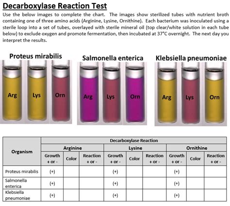 Solved Decarboxylase Reaction Test Use the below images to | Chegg.com